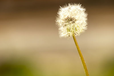 Close-up of dandelion against plant