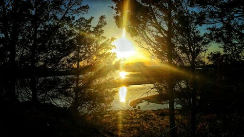 Sun shining through trees