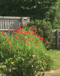 Red flowers blooming outdoors