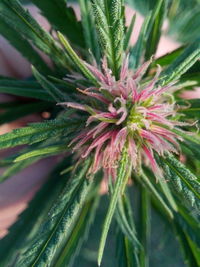 Close-up of flower growing outdoors