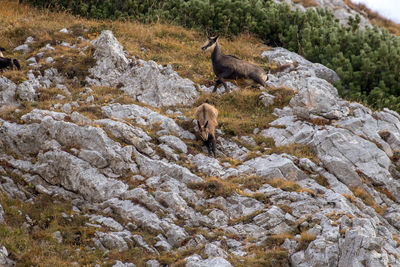 Deer standing on rock