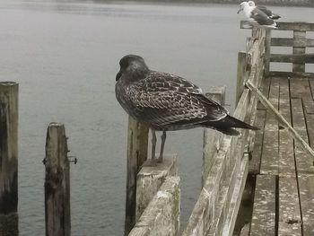 Bird perching on wooden post in lake