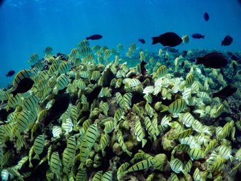 School of fish swimming undersea