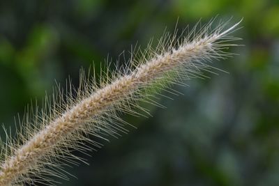 Close-up of spiked plant