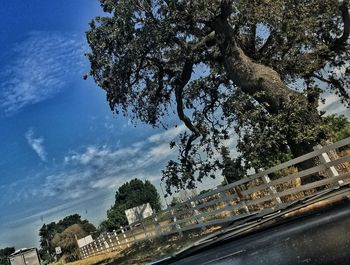 Low angle view of trees against sky