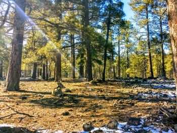 Trees in forest