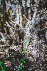 Close-up of lichen on tree trunk in forest