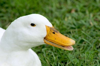 Close-up of duck on grassy field