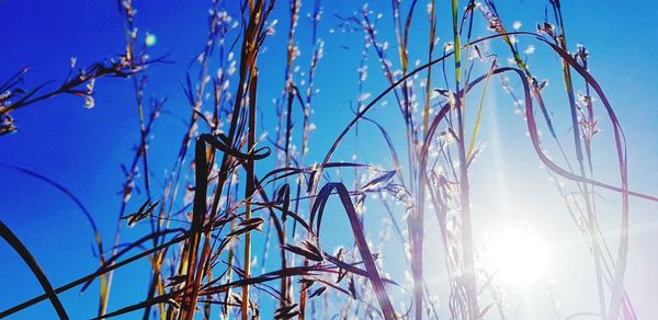 Low angle view of plants against sky on sunny day