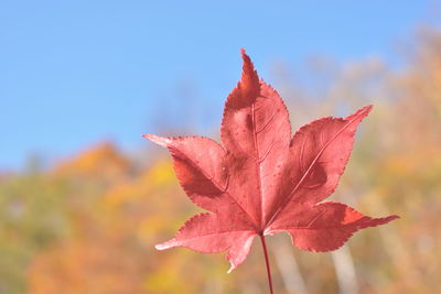 Close-up of maple leaves on plant