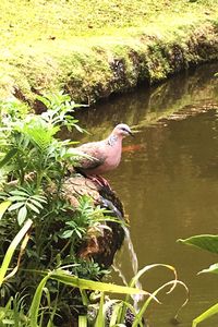 Bird perching on plant in water