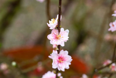Close-up of pink flowers