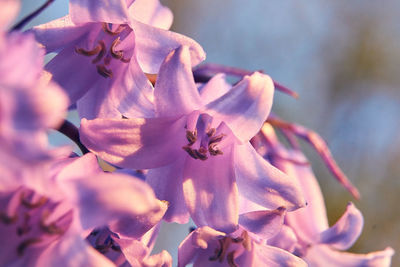 Close-up of purple flowering plant