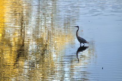 Side view of a bird in lake