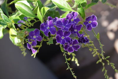 Close-up of purple flowering plant