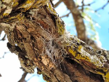 Low angle view of lichen growing on tree trunk
