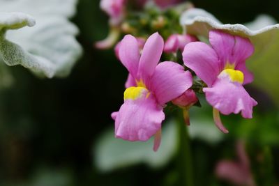 Close-up of pink flowers blooming outdoors