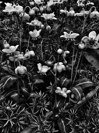 Close-up of flowers blooming in field