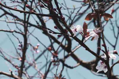 Low angle view of cherry blossoms in spring