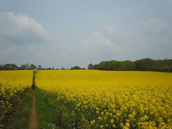 Scenic view of oilseed rape field against sky