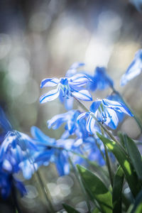 Close-up of blue flowering plant