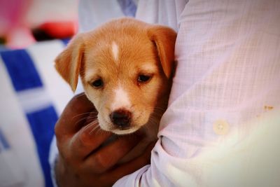 Close-up of man holding puppy