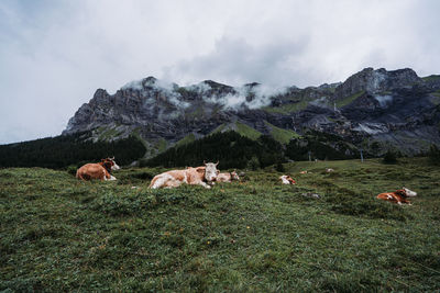 Flock of sheep in a field