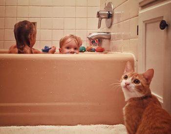 Close-up of cat with siblings in bathroom
