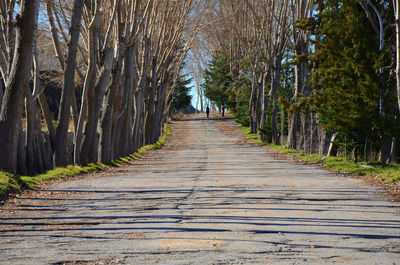 Walkway amidst trees in forest