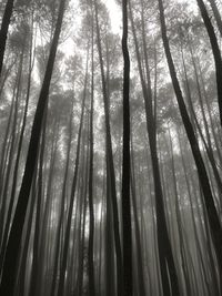 Low angle view of bamboo trees in forest