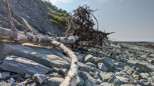 Driftwood on rock by sea against sky