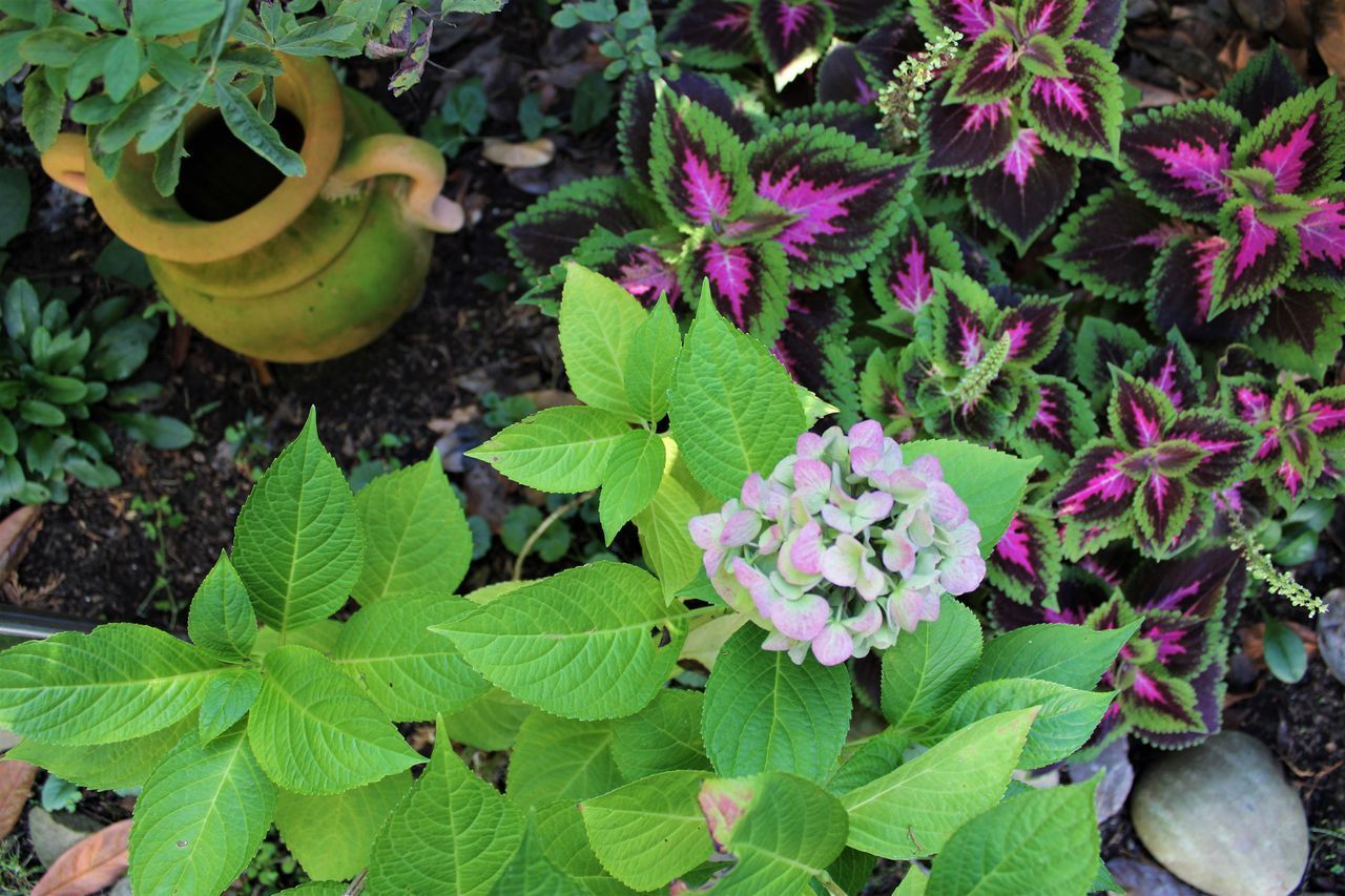 HIGH ANGLE VIEW OF POTTED PLANTS IN POT