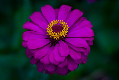 Close-up of pink flower