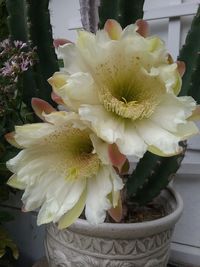 Close-up of white flower pot