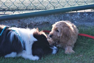 Dogs relaxing on field