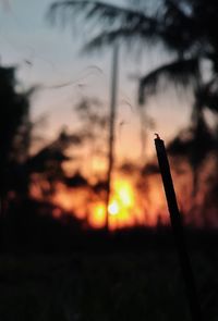 Close-up of silhouette tree against sky at sunset