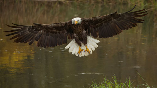 Bold eagle flying.