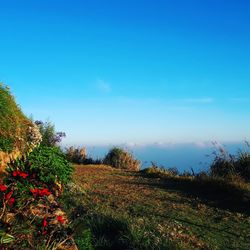 Scenic view of grassy field against blue sky