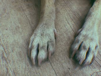 Close-up of dog relaxing