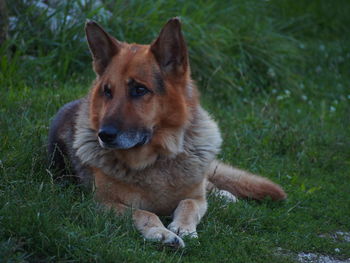 Portrait of dog on grass