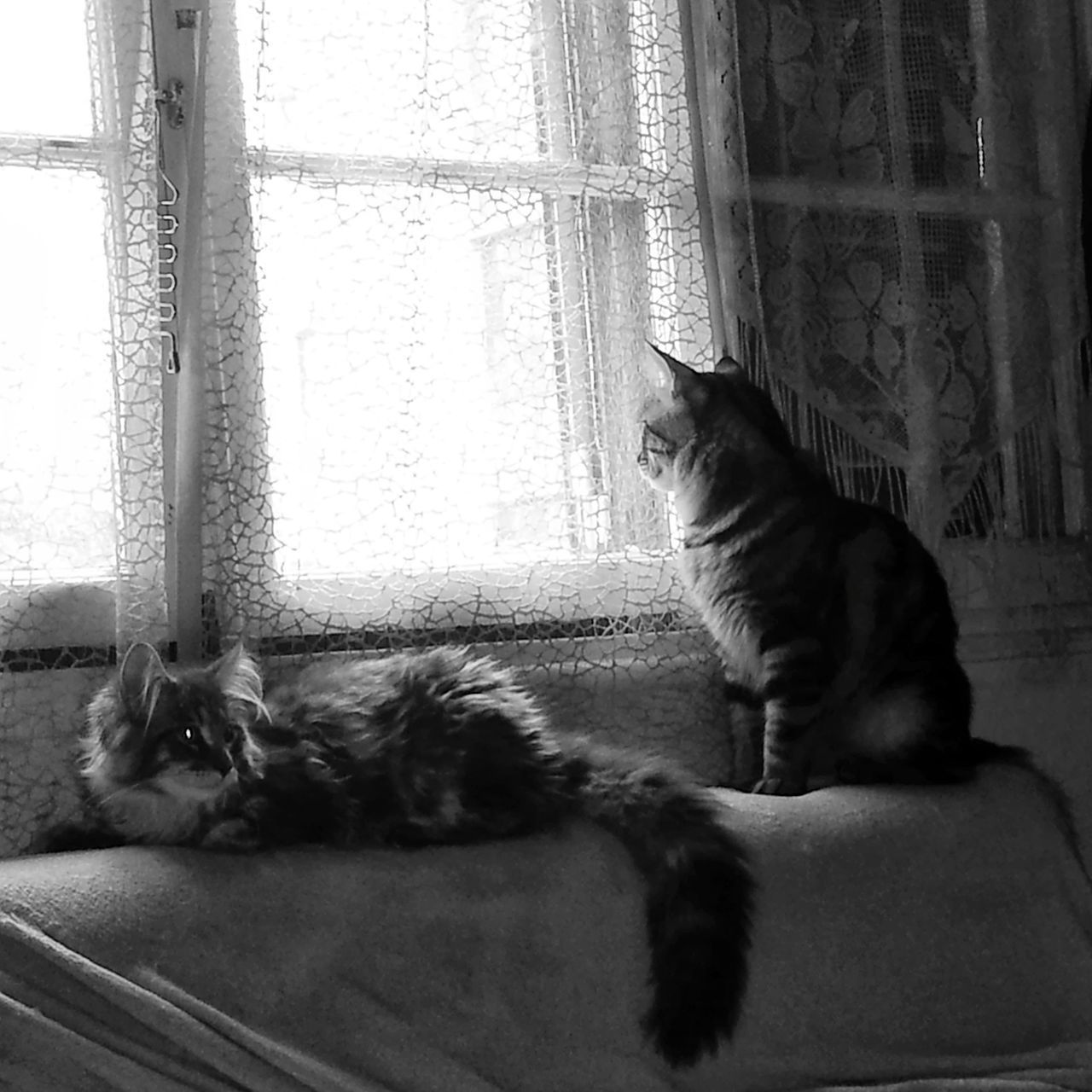 CAT LOOKING AT WINDOW SILL