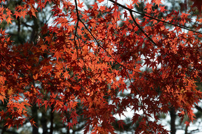 Low angle view of maple tree