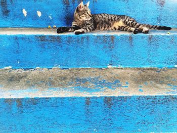Cat lying on blue wall