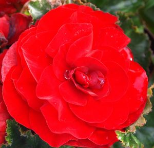 Close-up of red rose blooming outdoors