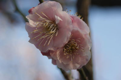 Close-up of pink cherry blossom