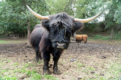 Galloway cattle standing in a field