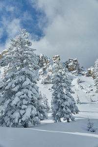 Snow covered pine tree against sky