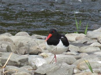 Bird perching on water