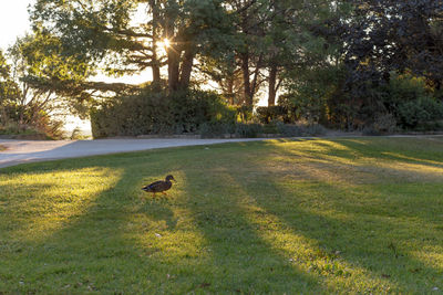 Bird on field