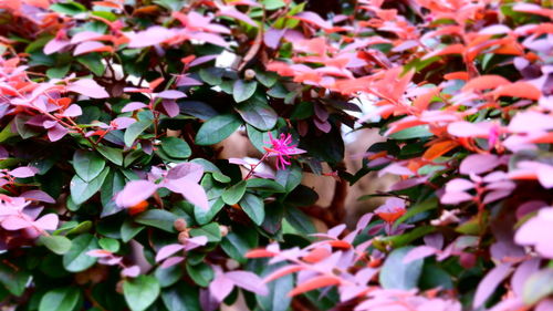 Close-up of pink flowering plant